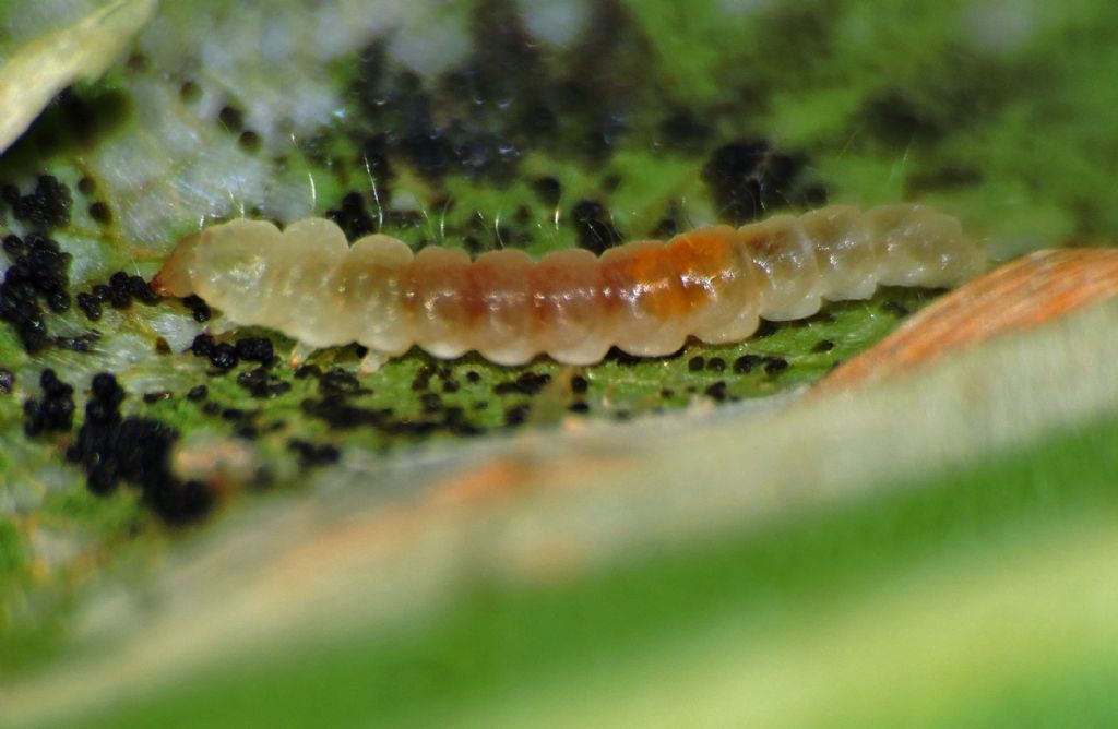 Phyllonorycter platani, Gracillariidae